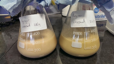 Homebrew Yeast Cropping