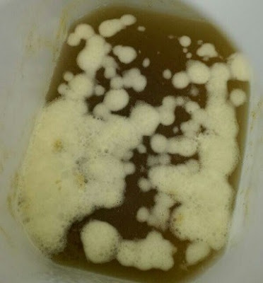 Brettanomyces Fermentation