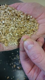 A whole husk from poorly crushed grains