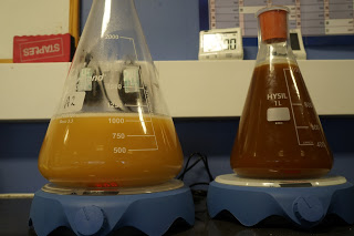 Yeast starters on stir plates